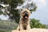 CAIRN TERRIER 545